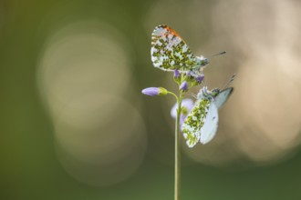 Aurora butterfly (Anthocharis cardamines) on meadowfoam, Vechta, Lower Saxony, Germany