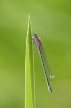 Blue-tailed damselfly (Ischnura elegans), Ahlhorn, Lower Saxony, Germany