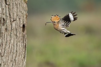 Hoopoe in flight (Upupa epops), Faßberg, Lower Saxony, Germany