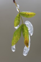 Freezing rain on a leaf in Barneführer Holz, Hatten, Lower Saxony, Germany