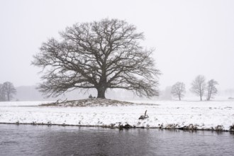Oak (Quercus) in the Hunte meadows near Colnrade in winter, Colnrade, Lower Saxony, Germany