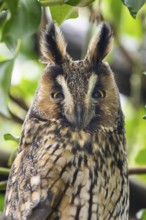 Long-eared owl (Asio otus), Damme, Lower Saxony, Germany
