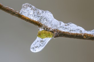 Freezing rain in Barneführer Holz, bud of a tree enclosed in ice, Hatten, Lower Saxony, Germany