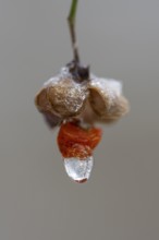 Peacock coneflower (Euonymus europaeus) in Barneführer Holz, Hatten, Lower Saxony, Germany