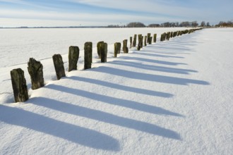 Winter at Dümmer, on ice, Eickhöpen, Lembruch, Lower Saxony, Germany