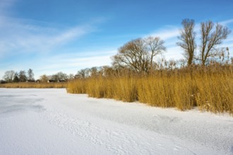 Thatch on the banks of the clown Dümmer, Eickhöpen, Lembruch, Lower Saxony, Germany