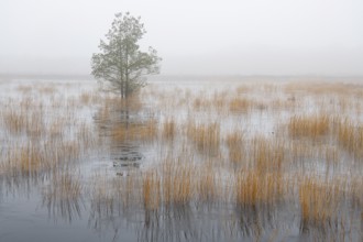 Winter landscape in moor, Goldenstedt, Lower Saxony, Germany