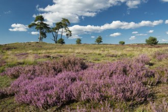 Flowering heather (Calluna vulgaris), heathland in De Hoge Veluwe National Park, Hoenderloo,
