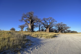 Baines Baobabs, baobab or baobab trees (Adansonia digitata), Kudiakam Pan, Nxai Pan National Park,
