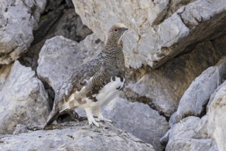Rock ptarmigan (Lagopus muta), close-up, male between rocks on a mountain slope in the Alps,