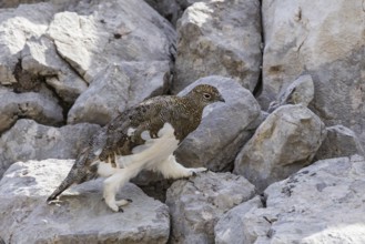 Rock ptarmigan (Lagopus muta), close-up, male walking between rocks in the Alps, Bavaria, Germany