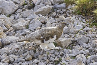 Rock ptarmigan (Lagopus muta), close-up, male walking between rocks and scree on a mountain slope