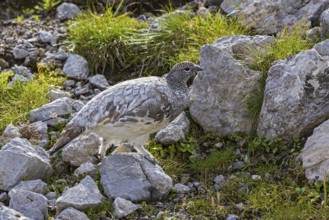 Rock ptarmigan (Lagopus muta), close-up, female walking between rocks, scree and sparse green