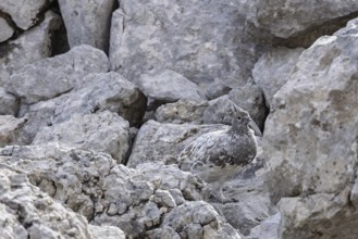 Rock ptarmigan (Lagopus muta), close-up, female stands perfectly camouflaged by the grey plumage