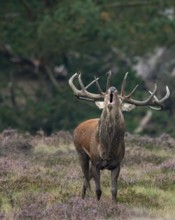Red deer (Cervus elaphus), rut, Hoenderloo, Gelderland, Netherlands
