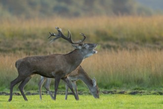 Red deer (Cervus elaphus), rut, Hoenderloo, Gelderland, Netherlands