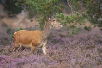 Red deer (Cervus elaphus), female, Hoenderloo, Gelderland, Netherlands