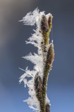 Hoarfrost on a branch with a bud, Colnrade, Lower Saxony, Germany