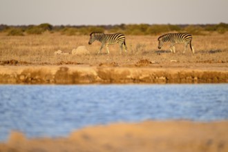 Plains zebra (Equus quagga) at the Nxai Pan waterhole, Nxai Pan National Park, near Gweta, Central