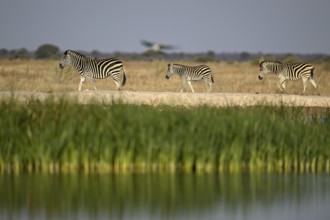 Plains zebra (Equus quagga) at the Nxai Pan waterhole, Nxai Pan National Park, near Gweta, Central