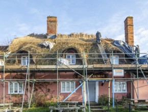 Thatcher at work replacing thatch ridge of thatched country pub building, Sorrel Horse, Shottisham,