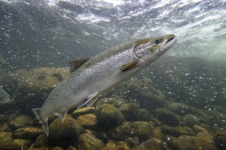 Swimming salmon (Salmo salar) under water, Laerdalsoyri, Norway