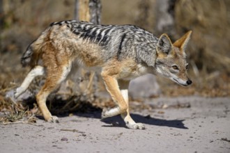 Black-backed jackal (Lupulella mesomelas), Nxai Pan National Park, near Gweta, Central District,