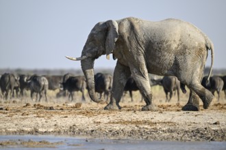 African elephant (Loxodonta africana), Nxai Pan National Park, near Gweta, Central District,