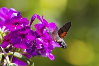 Pigeon tail (Macroglossum stellatarum), close-up, flying and hovering with its long, unrolled