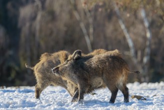 Two young wild boars (Sus scrofa) wrestle with each other in the backlight of the sun in a clearing