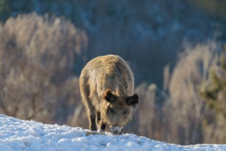 A wild boar (Sus scrofa) stands in the backlight of the sun on a snow-covered mound. A forest can