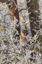 An adult female cougar (Puma concolor) sits high up in a frost-covered oak tree on a sunny, cold