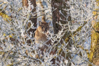 An adult female cougar (Puma concolor) sits high up in a frost-covered oak tree on a sunny, cold