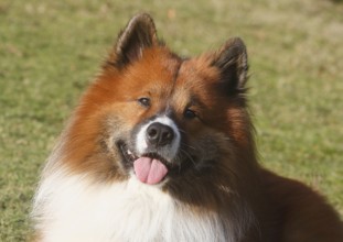Large Elo (Canis lupus familiaris), male 3 years, portrait, North Rhine-Westphalia, Germany
