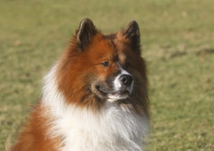 Large Elo (Canis lupus familiaris), male 3 years portrait, side view, North Rhine-Westphalia,
