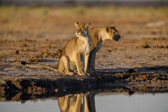 Two lionesses (Panthera leo) in the morning light at the Nxai Pan waterhole, Nxai Pan National