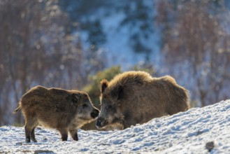 Two young wild boars (Sus scrofa) wrestle with each other in the backlight of the sun in a clearing
