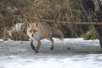 Red fox (Vulpes vulpes) secured on a frozen stream, Allgäu, Bavaria, Germany, Allgäu, Bavaria,