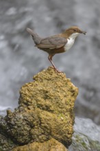 White-throated White-throated Dipper (Cinclus cinclus), standing on a tufa in front of a waterfall