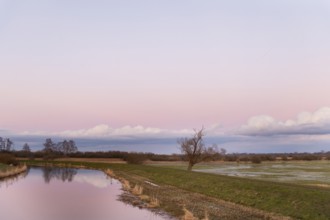 A single bare willow tree (Salix spec.) stands in a vast landscape under a pink sky at dusk at the