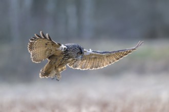 Eurasian Eagle-owl (Bubo bubo), in flight over a meadow in the last light, backlight, Swabian Alb