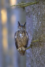Eurasian Eagle-owl (Bubo bubo), resting on the trunk of a spruce tree, Swabian Alb biosphere