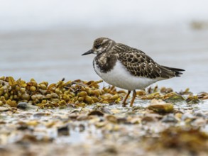 Ruddy Turnstone, Arenaria interpres