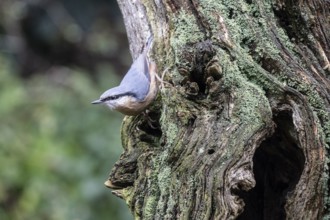 Nuthatch (Sitta europaea), Emsland, Lower Saxony, Germany