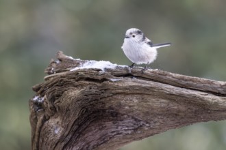 Long-tailed Tit (Aegithalos caudatus), Emsland, Lower Saxony, Germany