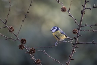 Blue tit (Parus caerulea), Emsland, Lower Saxony, Germany