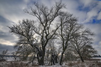 Wintery floodplain landscape along the Schmutter in the Augsburg Western Wälder nature park Park,