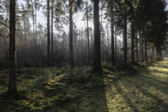 Light rays in the forest, Emsland, Lower Saxony, Germany