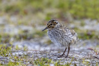 Purple sandpiper (Calidris maritima) chick, young on the tundra in summer, Svalbard, Spitsbergen,