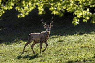 Scruffy red deer (Cervus elaphus) stag in grassland at edge of forest moulting into its red summer